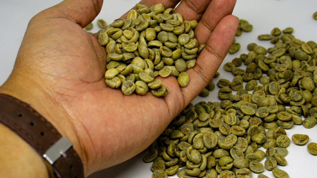 Chicchi di caffè verde crudo non tostati tenuti in mano